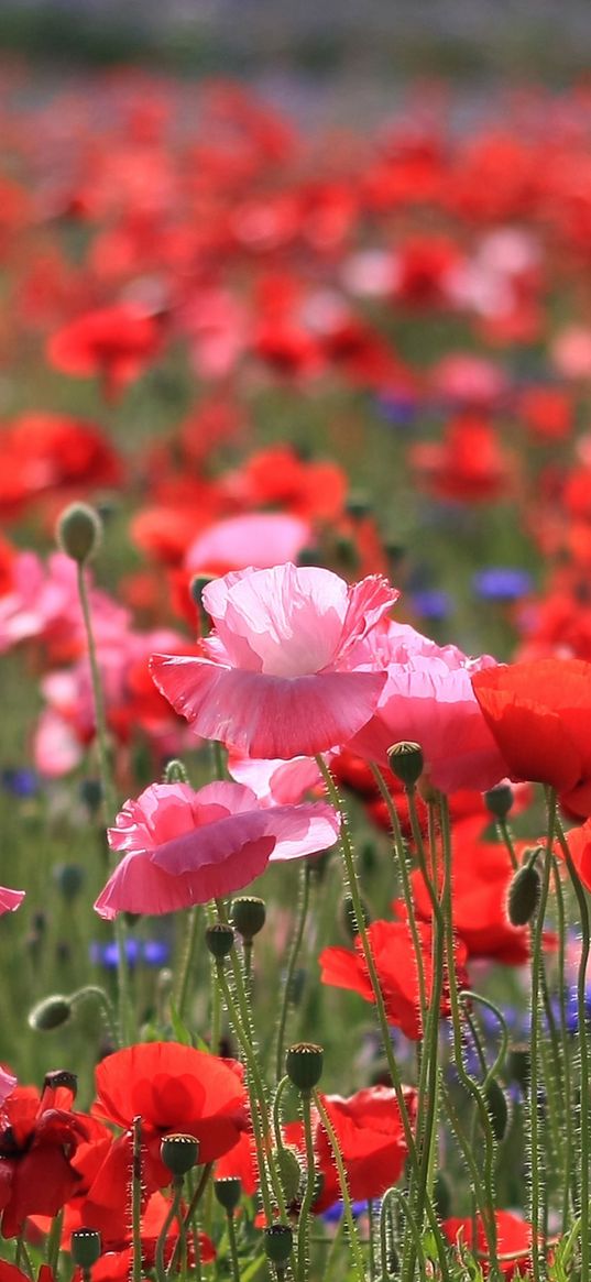 poppies, field, summer, nature