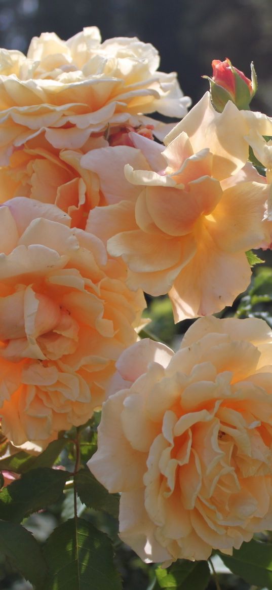 rose, bush, loose, buds, leaves