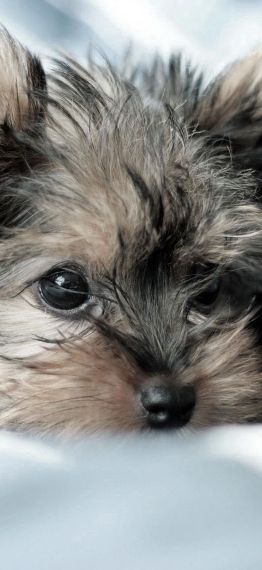 yorkshire terrier, dog, puppy, lying, fluffy