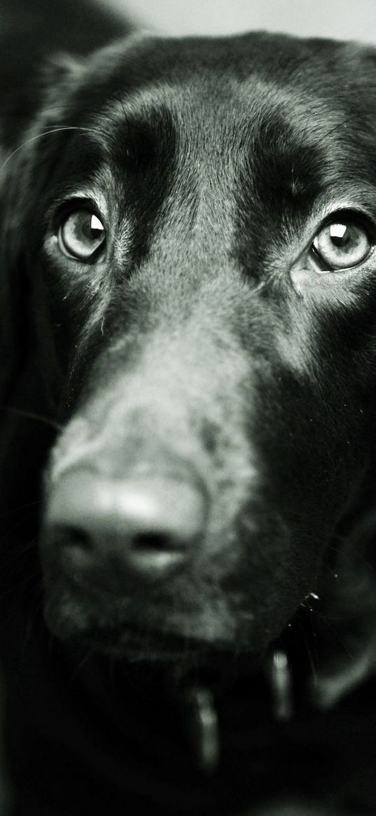 dog, muzzle, black, nose, ears, black white