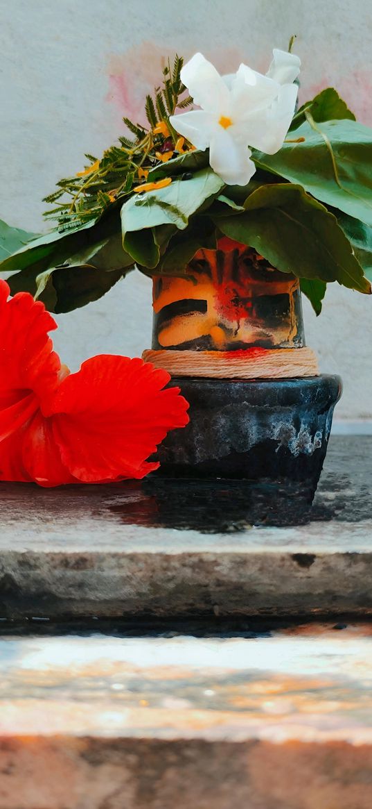 hibiscus, flower, plant