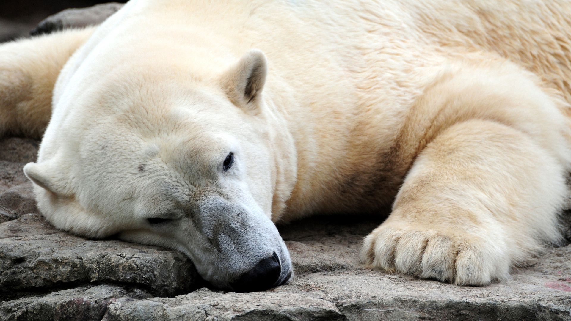 bear, polar bear, sleeping, legs, large