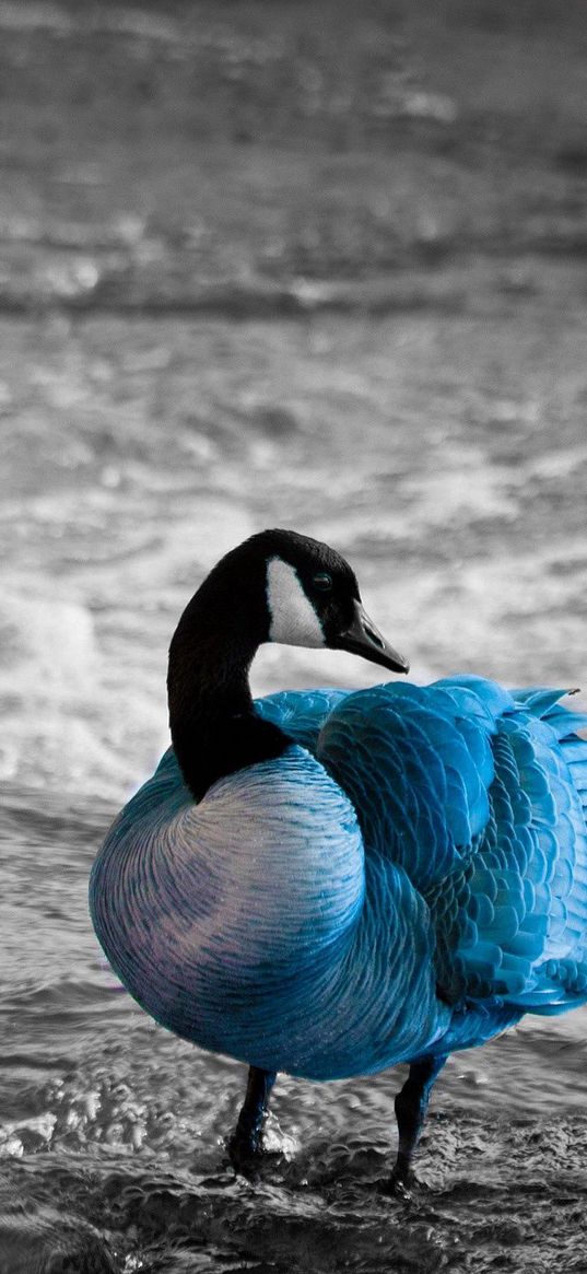 duck, sea, color, lake, unusual