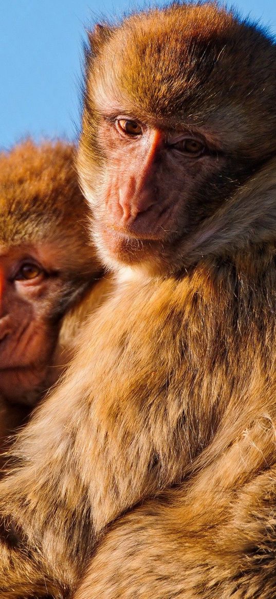 monkeys, family, marmosets, hugging, self-preservation, instincts