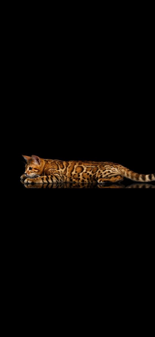 cat, kitten, red, spotted, lies, black background, minimalism