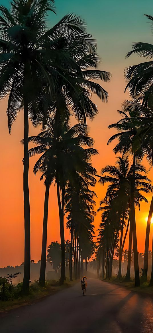 palm trees, sunset, sun, road