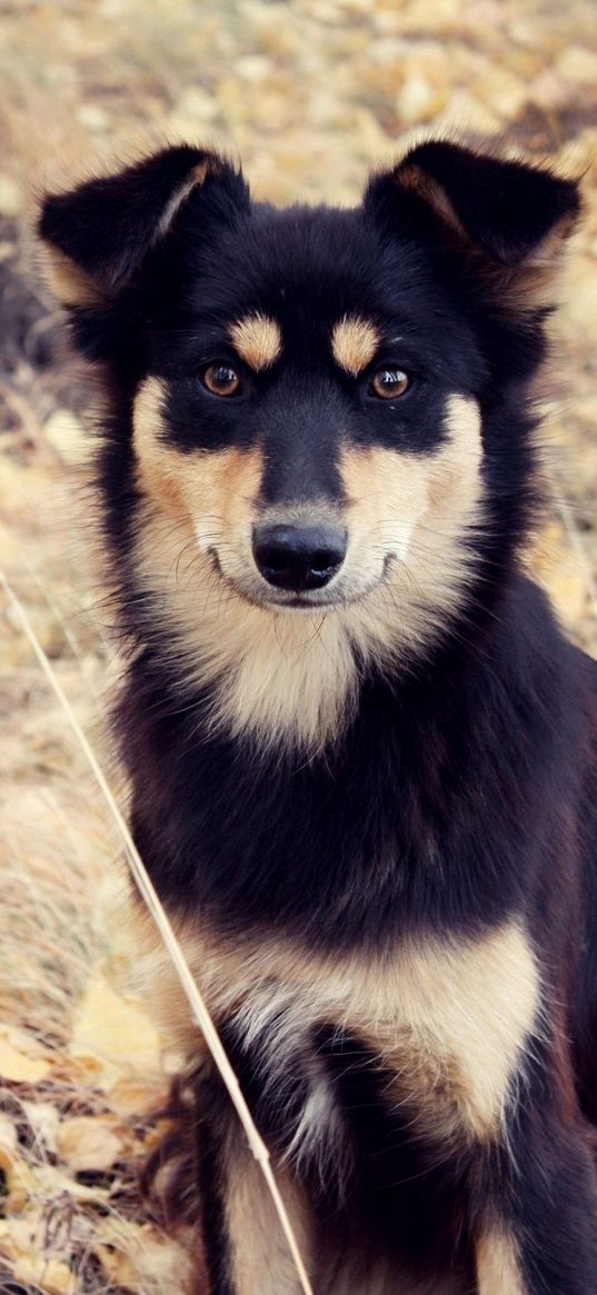 dog, grass, fall, park, walk, spotted