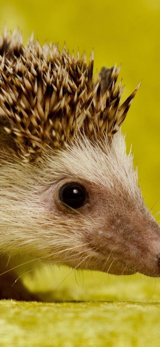 hedgehog, spines, muzzle