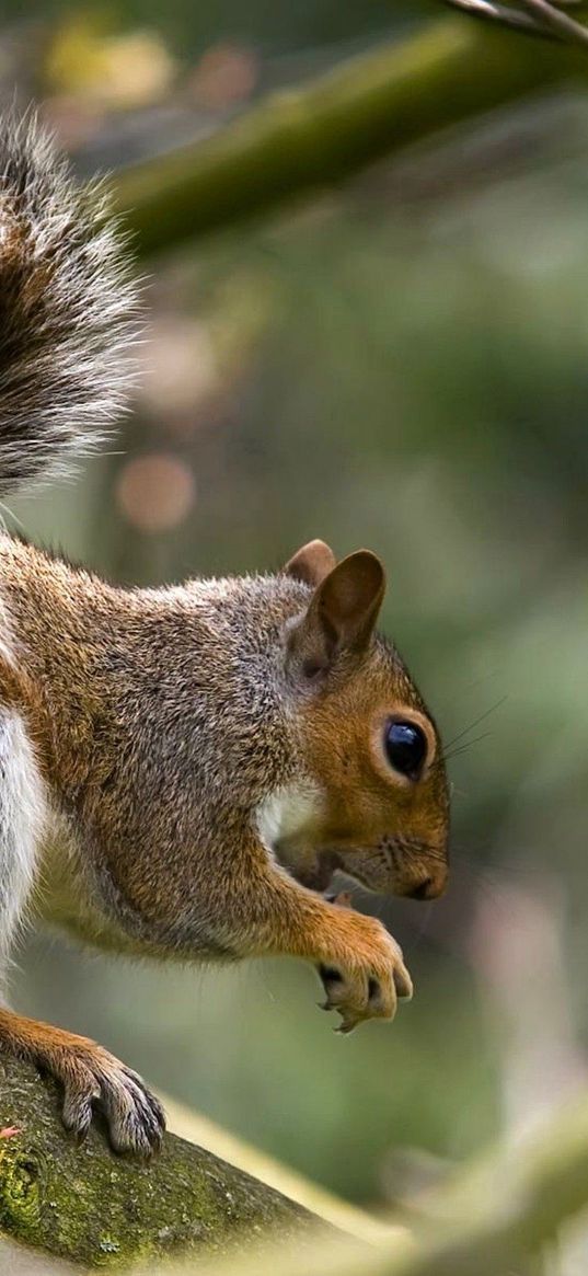 squirrel, tree, climbing, hunting, collecting, food