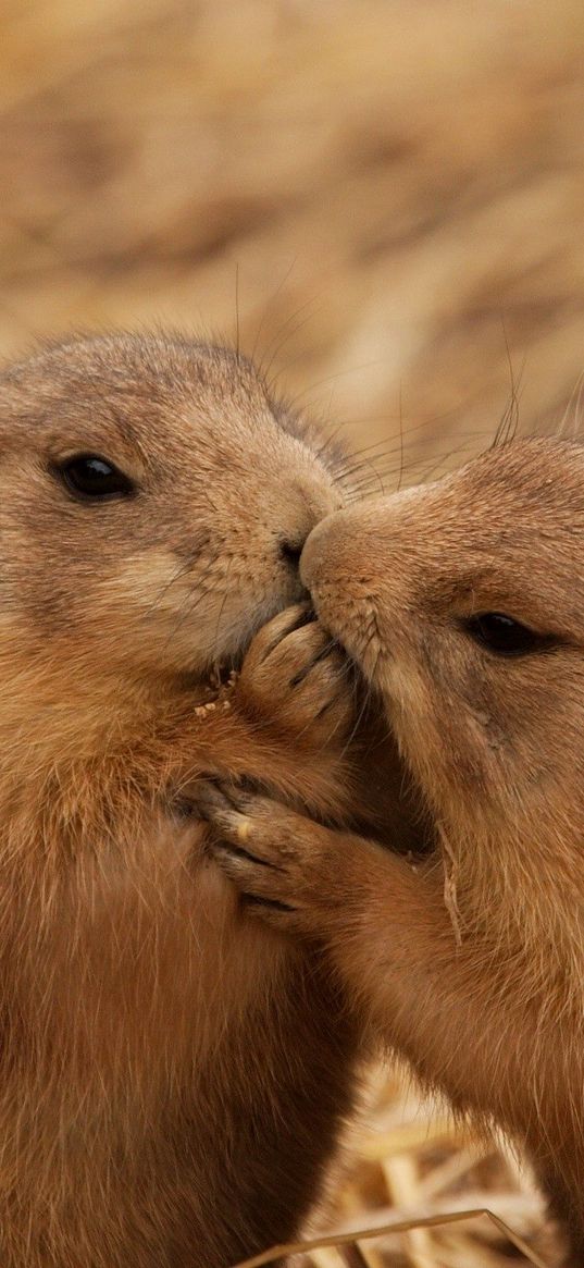 beavers, couple, kiss, caring