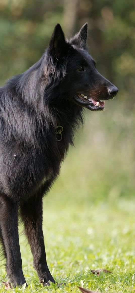 belgian shepherd, coat, dog, walk, grass