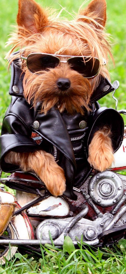 dog, biker, jackets, leather jackets, grass, yorkshire terrier