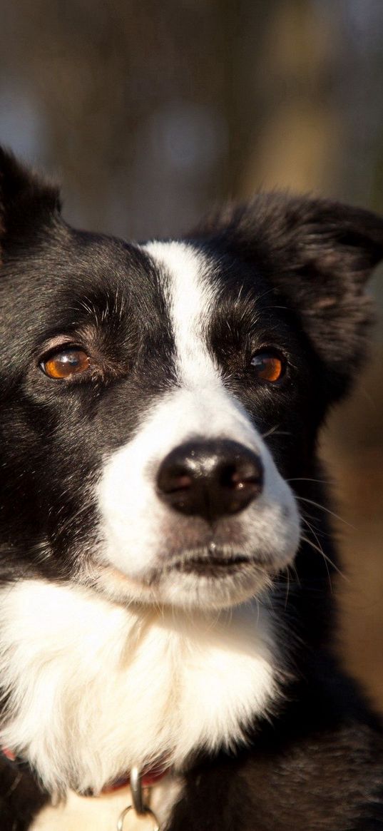 dog, spotted, ears, muzzle, surprise