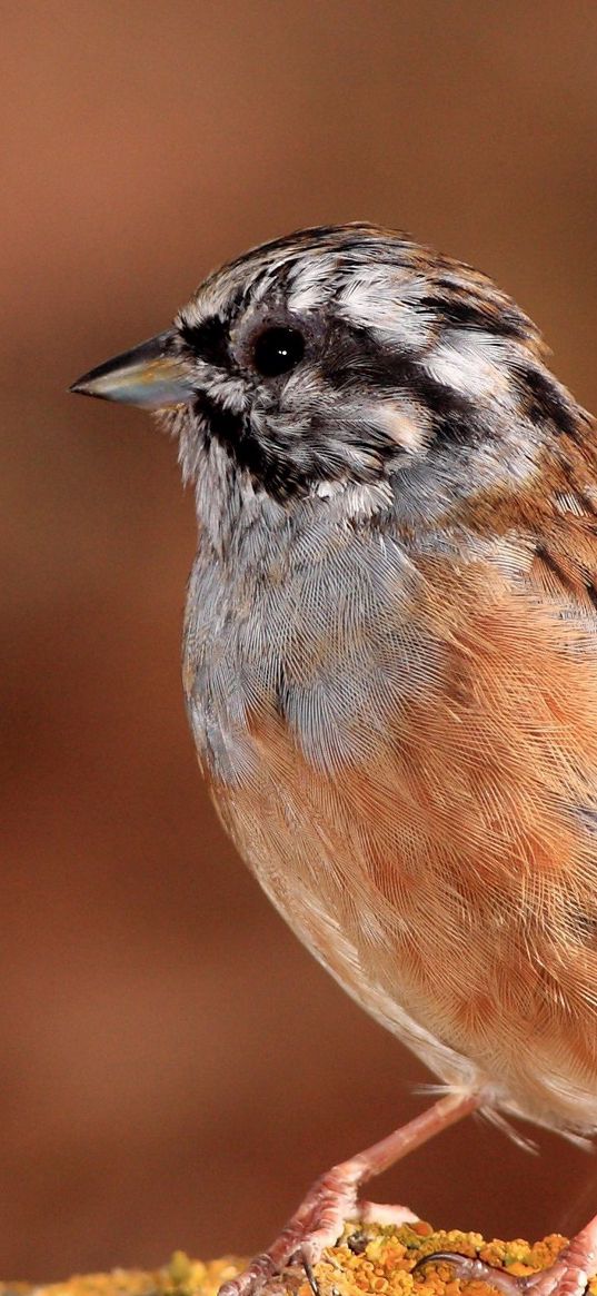 sparrow, bird, small