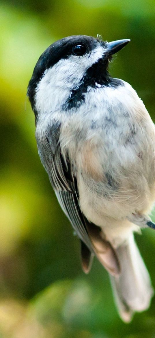 bird, ladder, sparrow, small