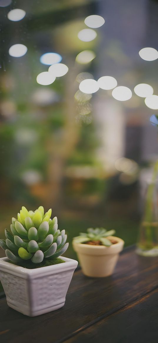 succulents, plants, flowers, blur, cute