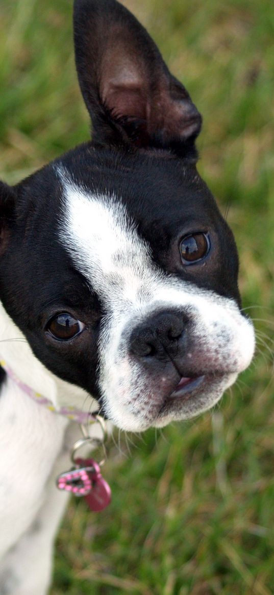 boston terrier, puppy, face, surprise, walk