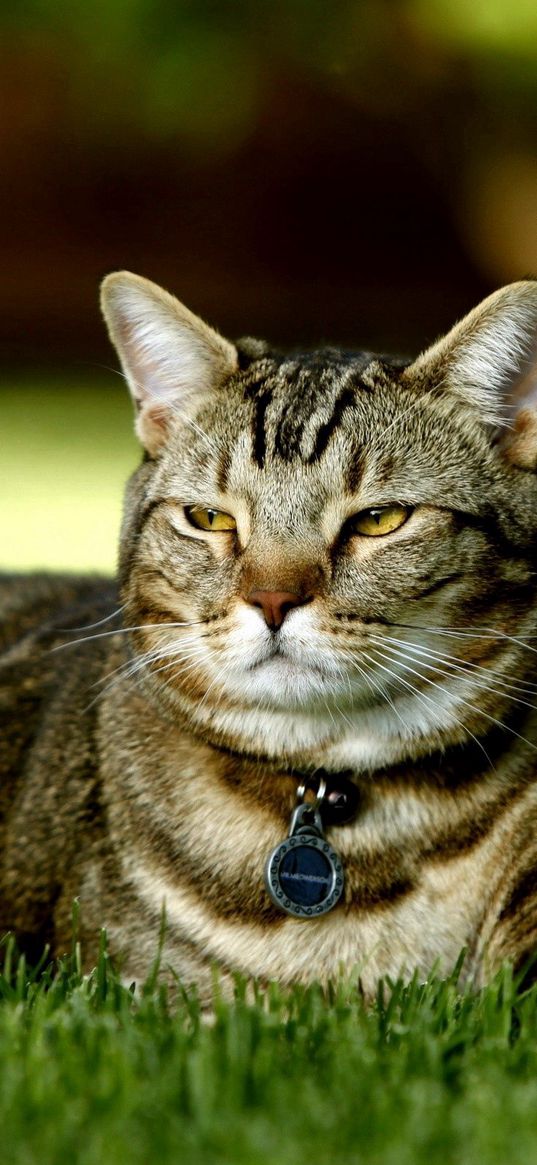 cat, grass, collar, rest, light