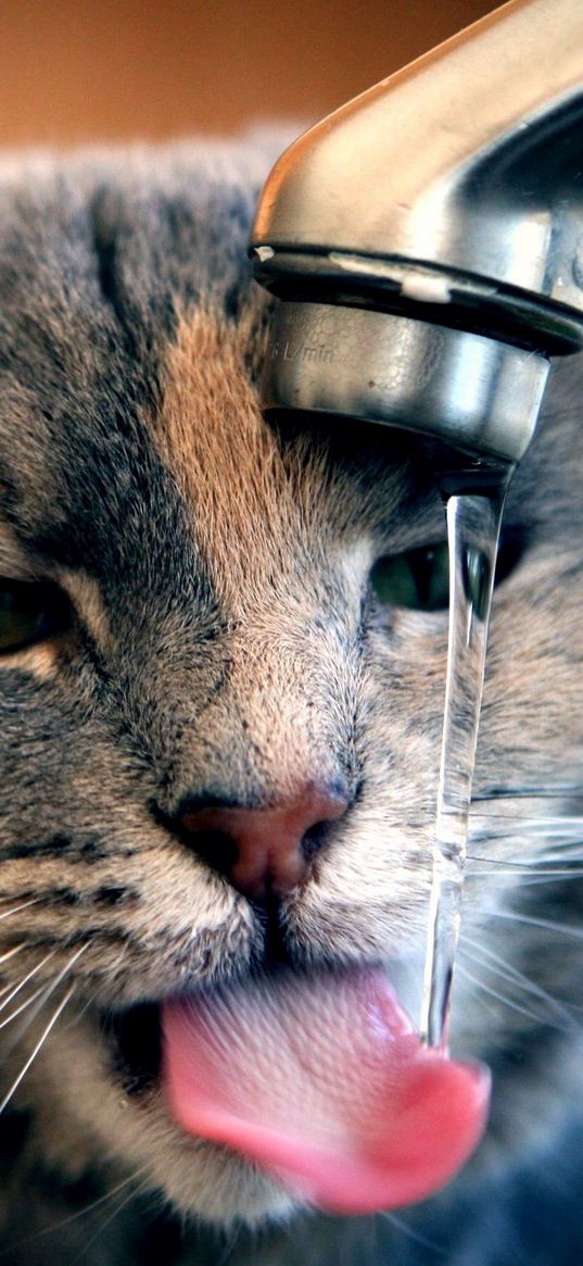 cat, tap, water, drops, drink, thirst