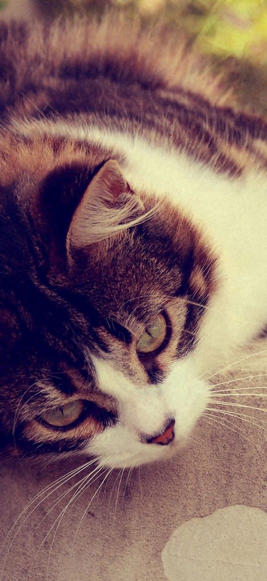 cat, striped, lying, grass, glare, sunlight