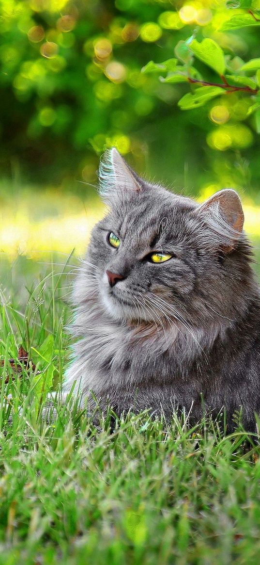 cat, fluffy, grass, sunlight, rest