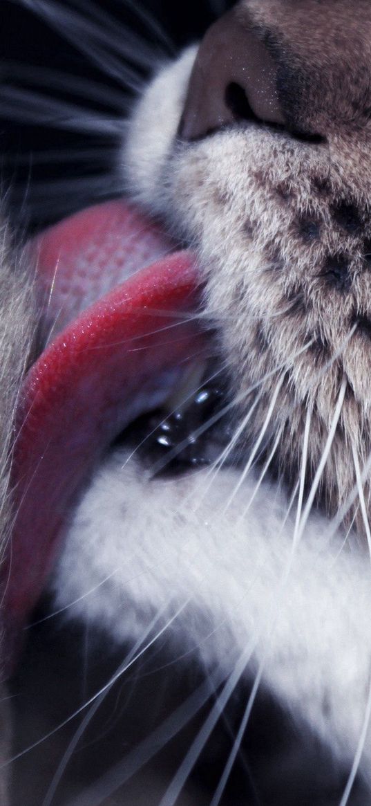 cat, paw, tongue, lick, closeup, face