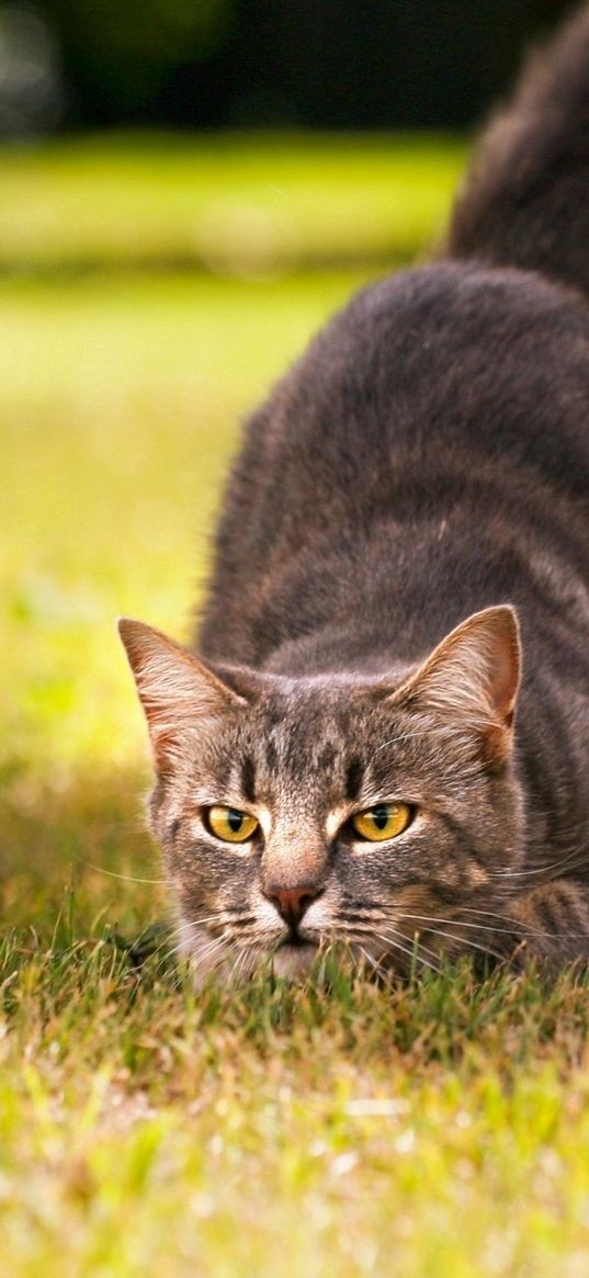 cat, hunting, jumping, readiness, grass