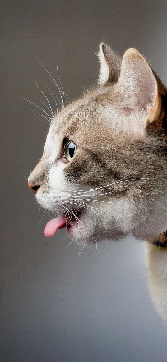 cat, collar, tongue, playful