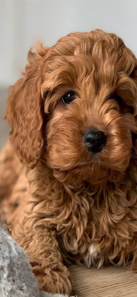 poodle, cute, dog, pet, curly