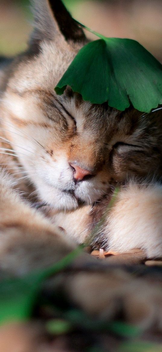 cat, shadow, grass, sleeping, leaves