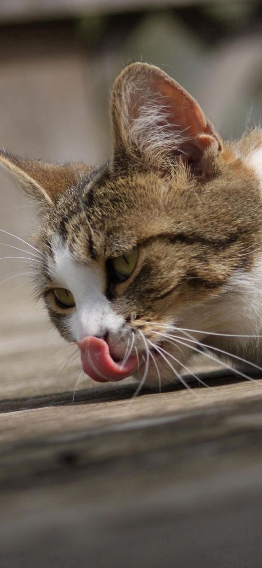 cat, wash, tongue, lie