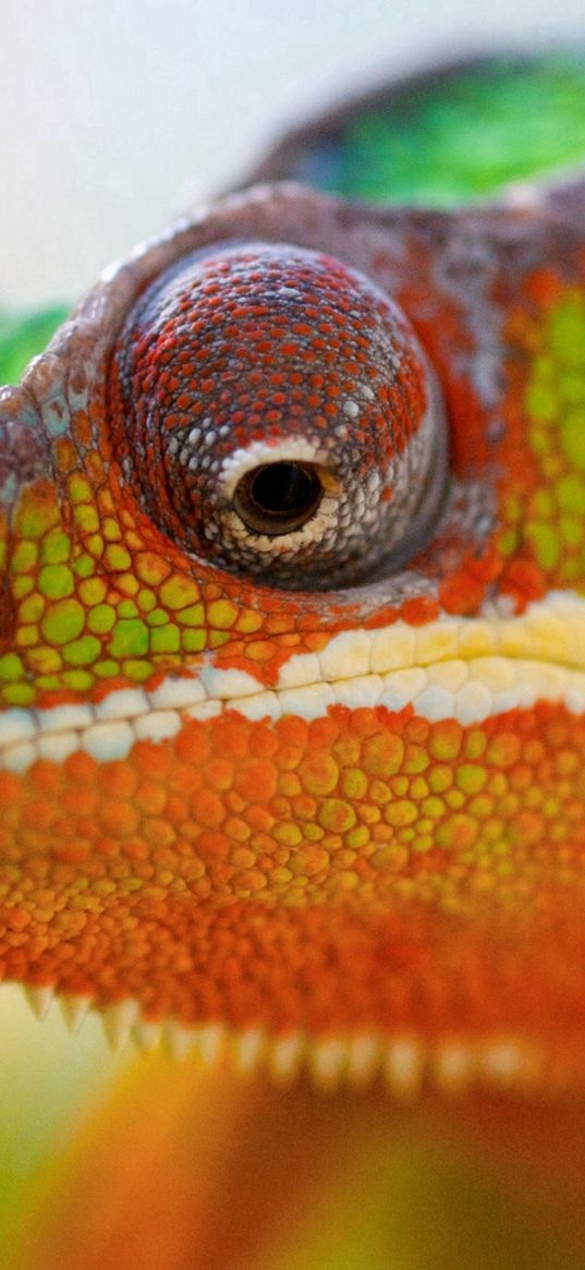 chameleon, face, close-up, spotted