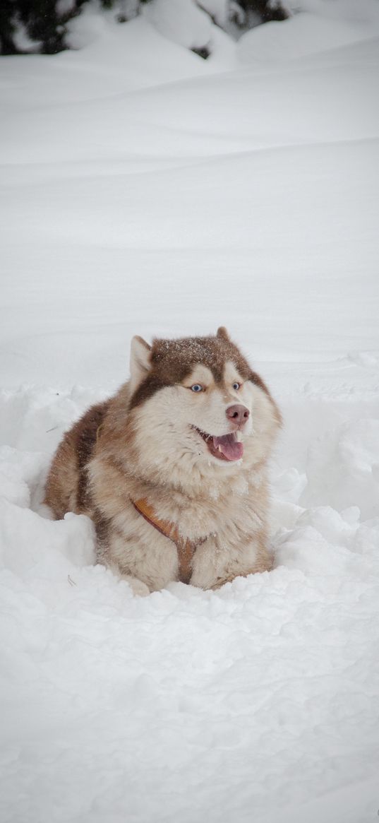 husky, dog, pet, animals, snow, winter, funny, cute