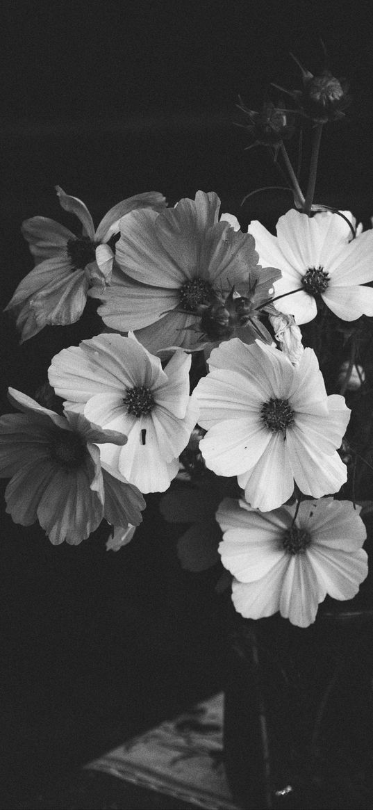 kosmeya, flowers, bouquet, black and white