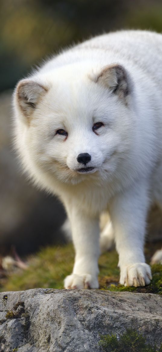 arctic fox, animal, wildlife, white