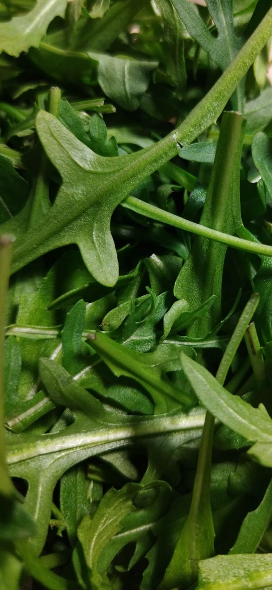 arugula, plant, green, background