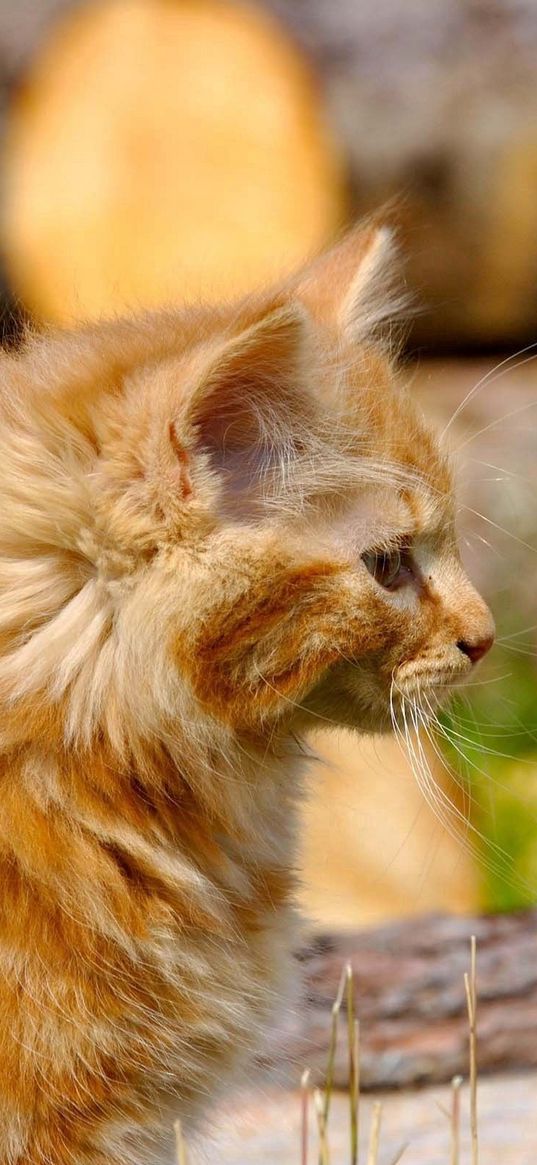 kitten, fluffy, profile, face