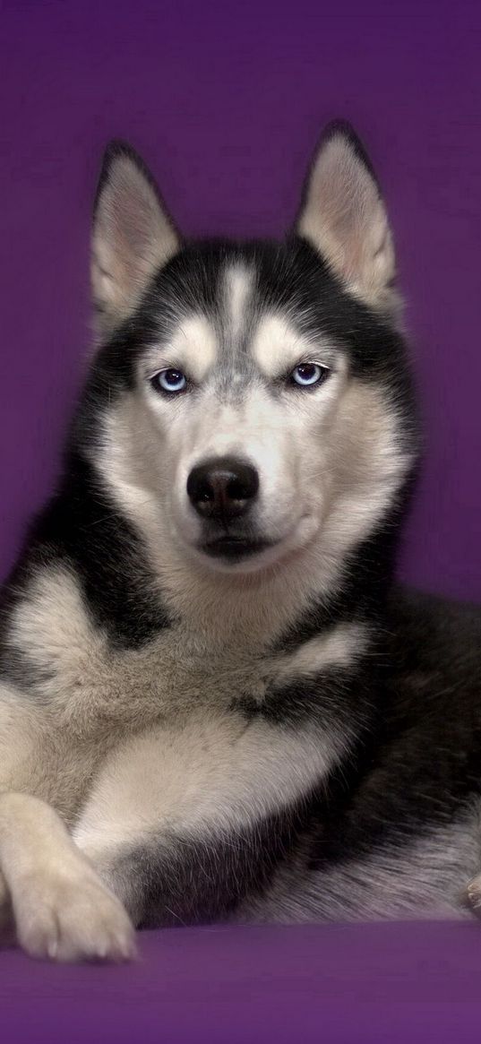 dog, husky, box, lies, spotted