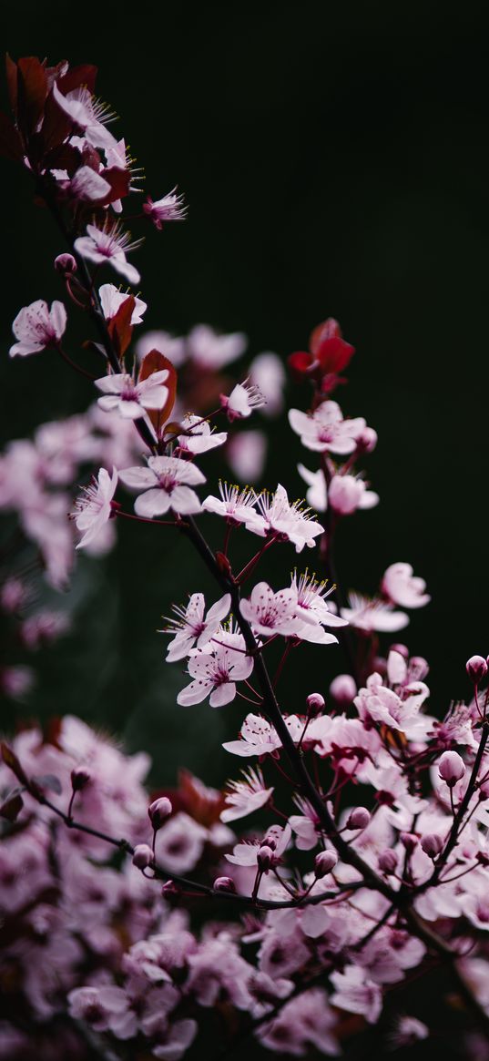 sakura, flowers, petals, blur, pink