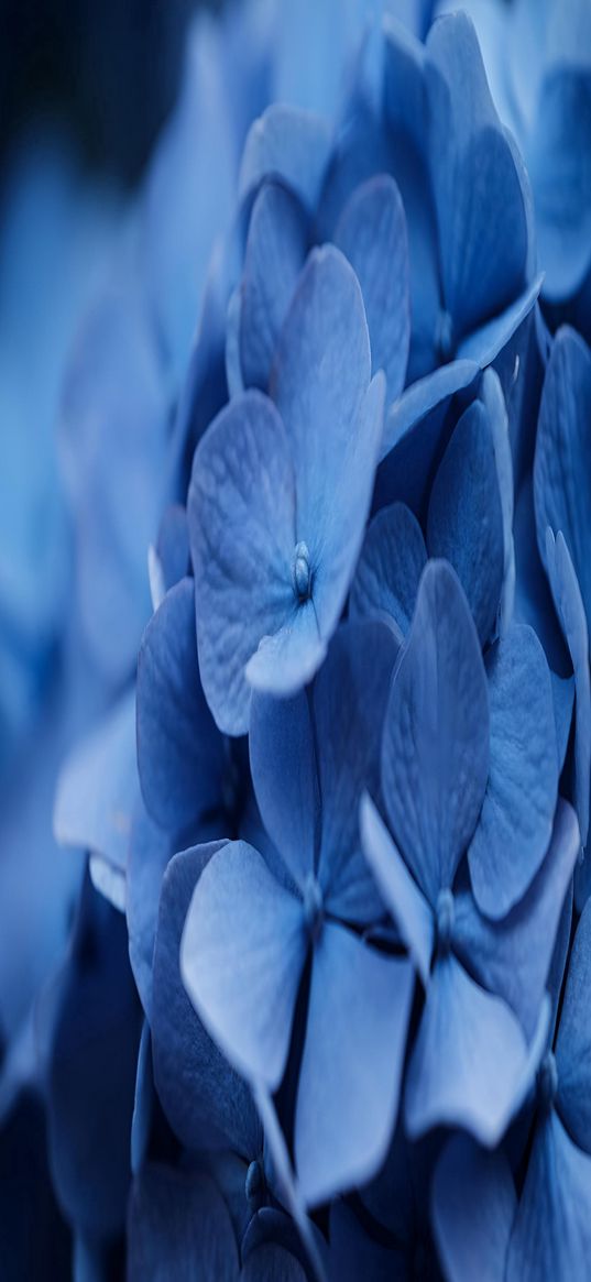 hydrangea, plant, flower, blue, macro