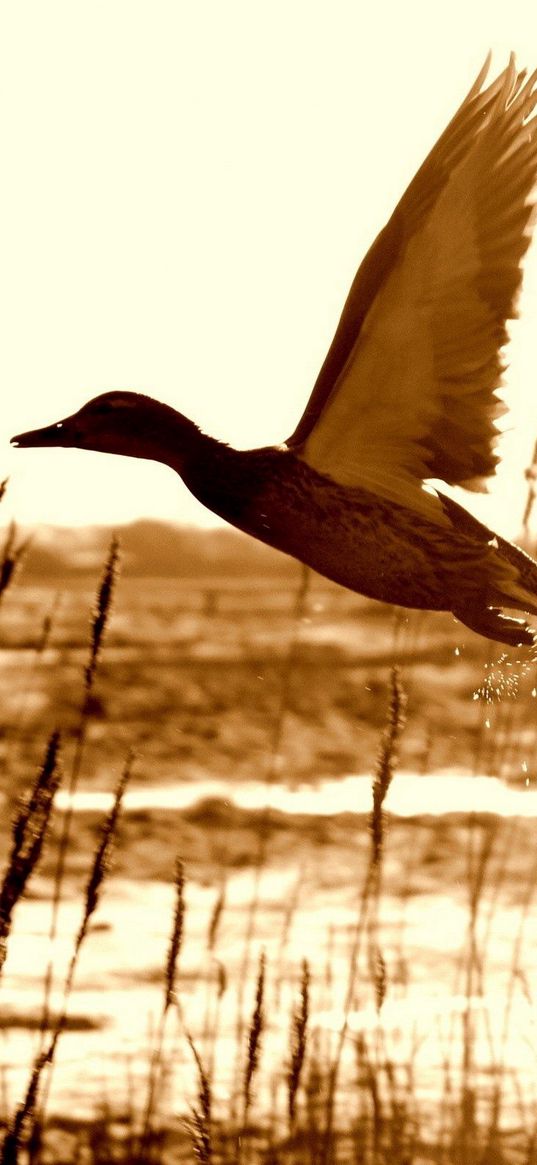 duck, lake, grass, flying