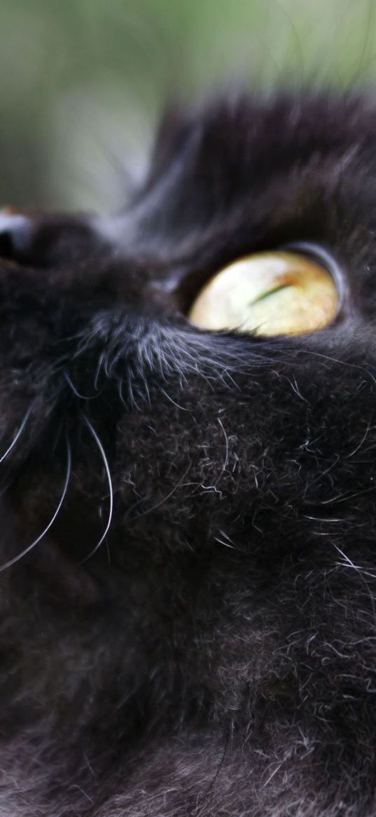 kitten, face, fluffy, eyes