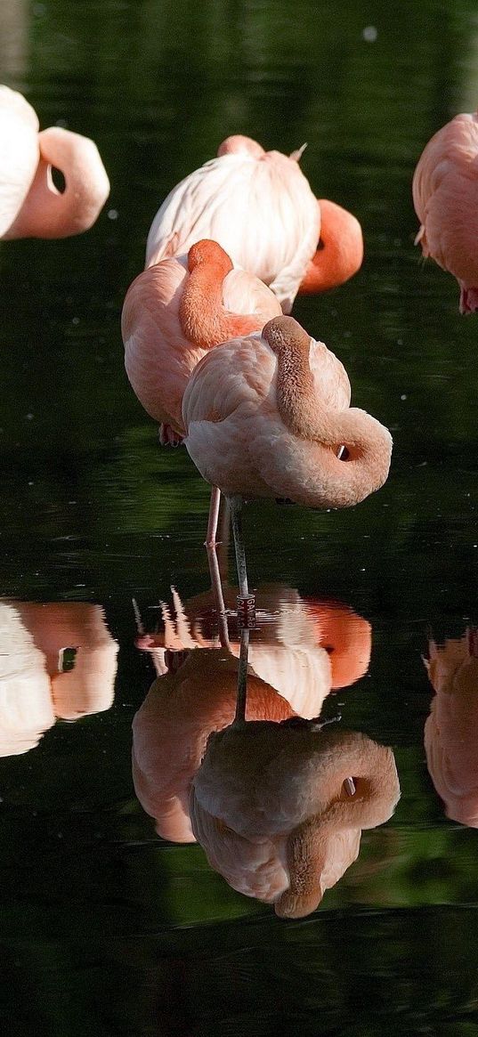 flamingos, marsh, grass, flock