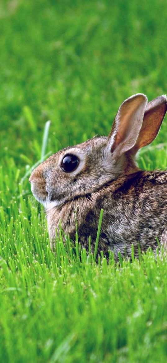 rabbit, grass, hiding, fear