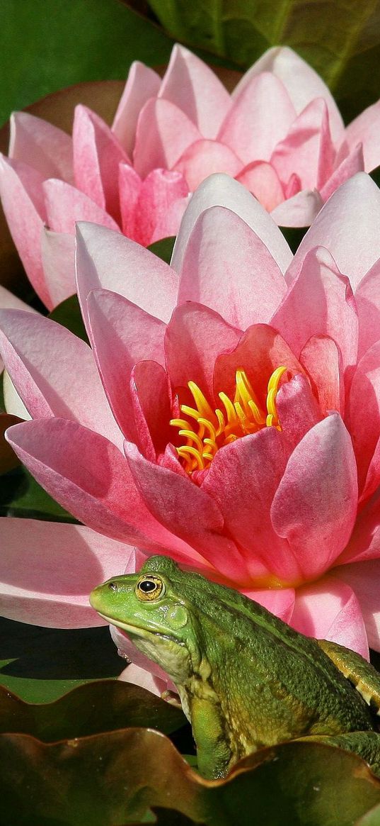 water lily, petals, swamp, frog