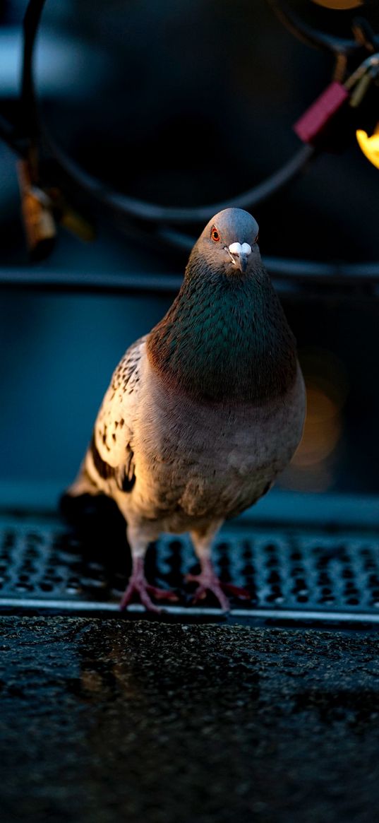 pigeon, bird, city, night