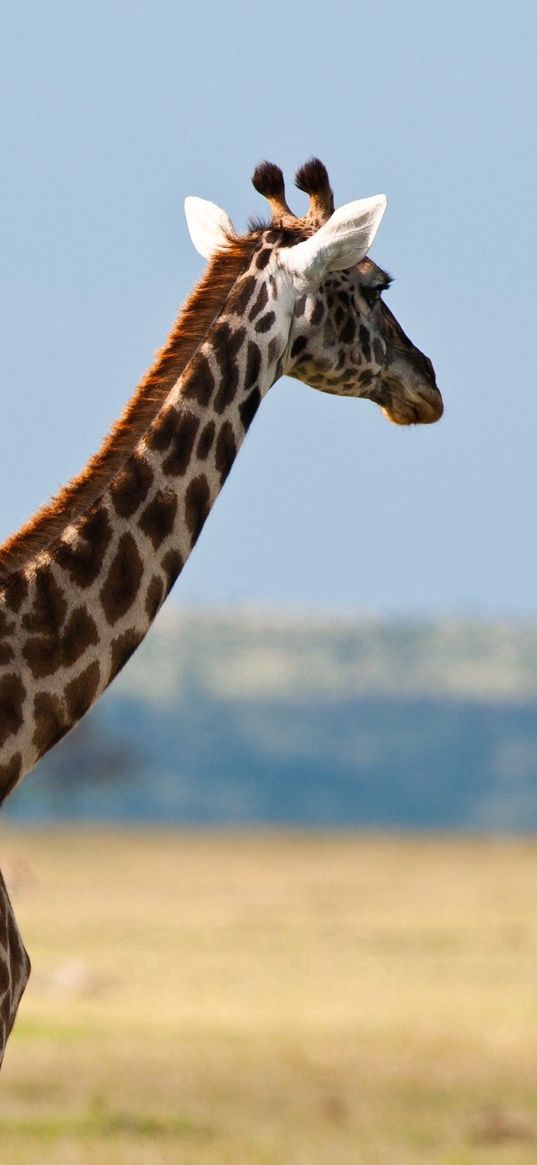 giraffe, back, africa, desert