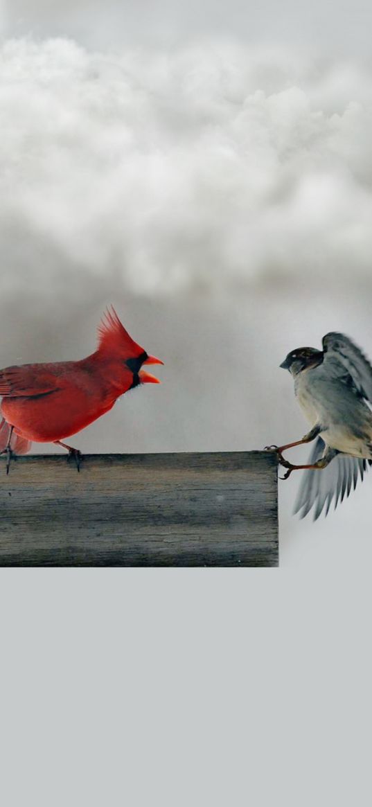 birds, red, gray, beak, wings, cry, clouds