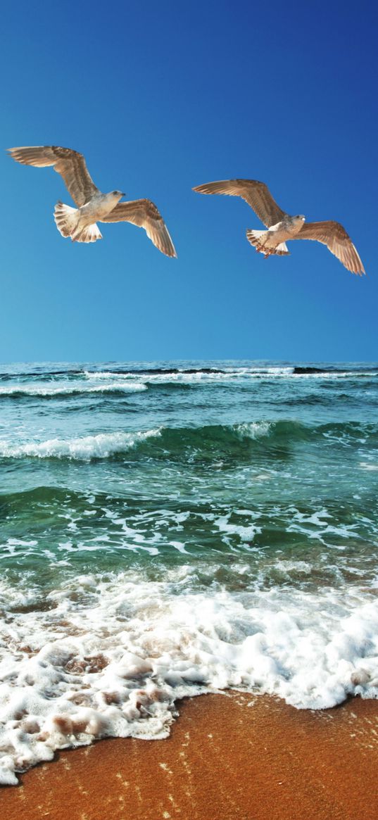 seagulls, birds, ocean, waves, sand, beach