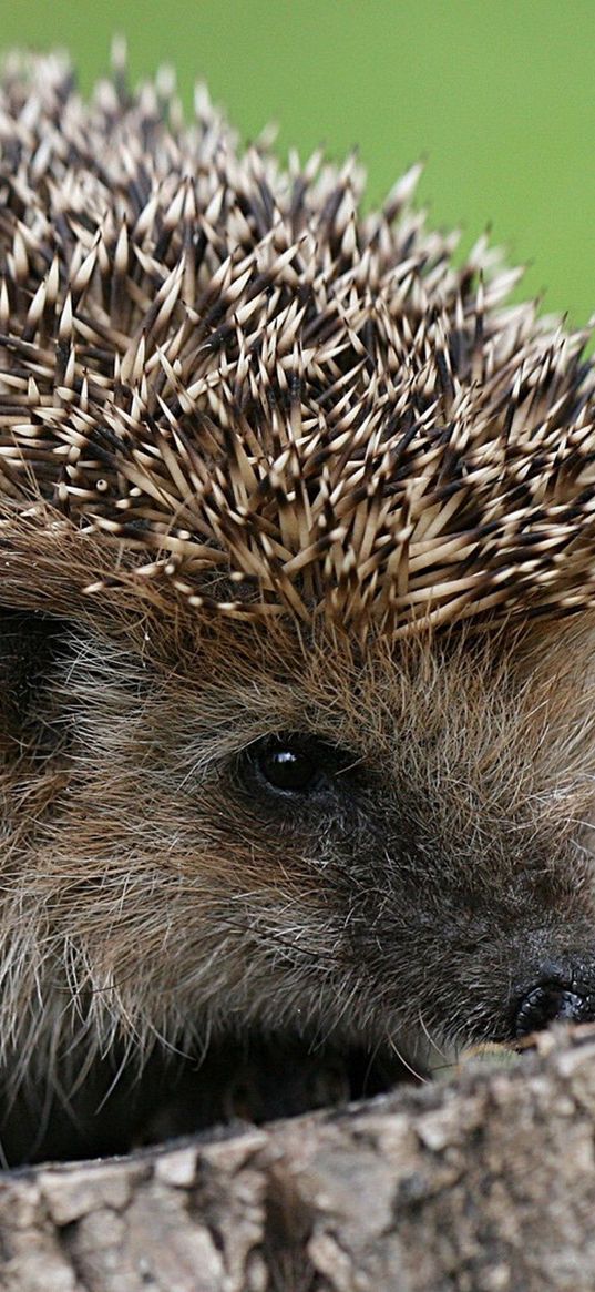 hedgehog, spines, small